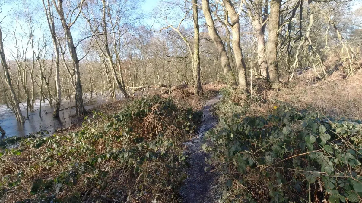 On the Brookhouse Moss Circular from Sandbach route