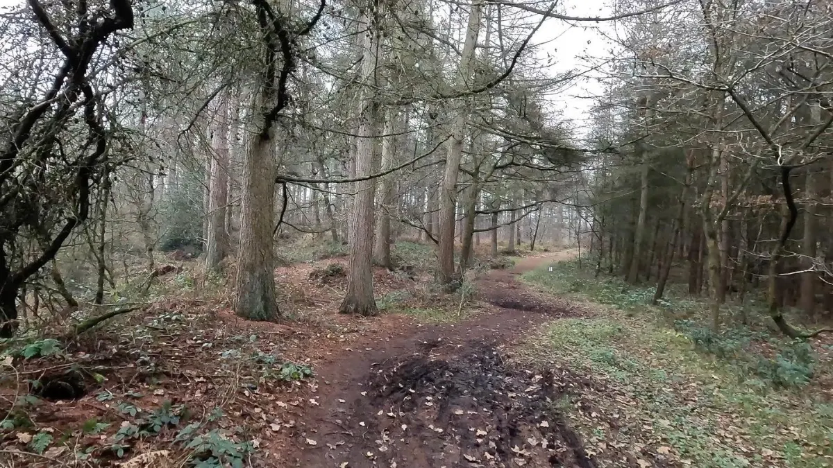 On the Kingsley to Hatchmere and Delamere Forest route
