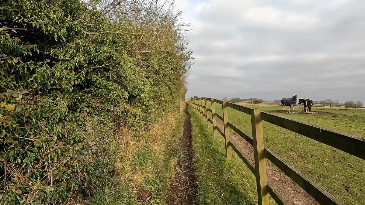 On the Kingsley to Hatchmere and Delamere Forest route