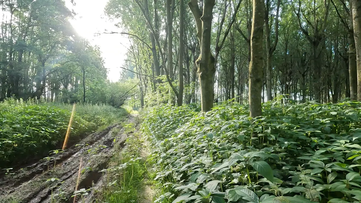 On the Aldford and the River Dee route