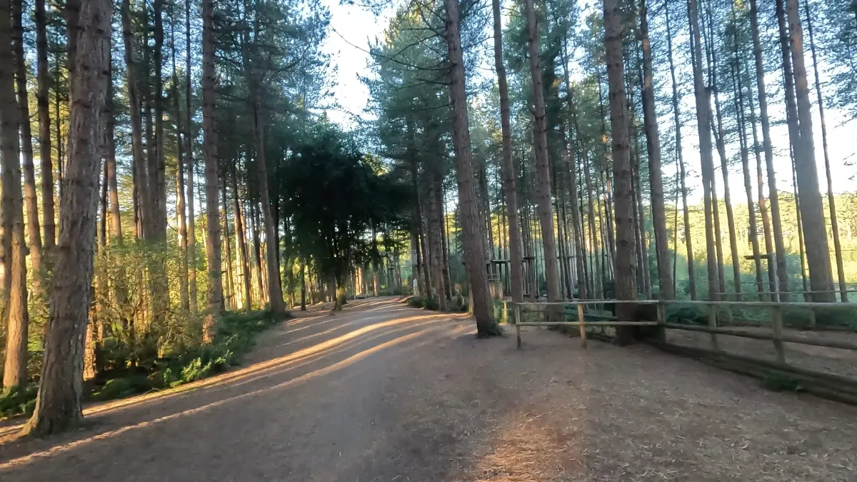 On the Delamere Forest at Dawn: Old Pale and Hatchmere route