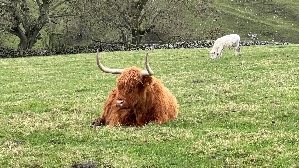 On the Lathkill Dale from Over Haddon route